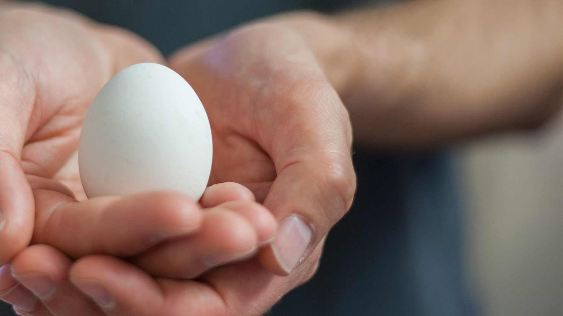 Ei in Hand - Slider Zahnerhalt - Zahnarztpraxis Freiburg Tiengen mundharmonie Zahngesundheit