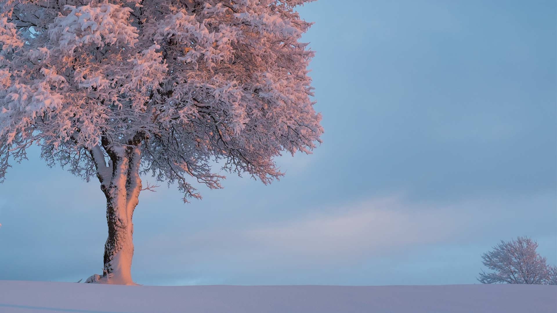 Slider mit Baum für Implantologie Zahnersatz bei Zahnarztpraxis mundharmonie in Freiburg Tiengen